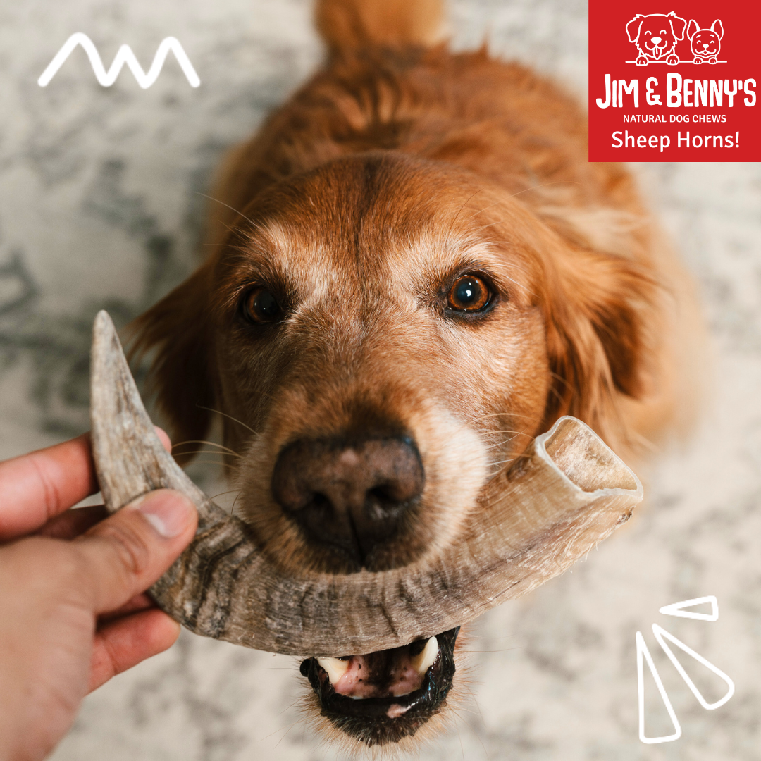 Sheep Horn Chews for Dogs